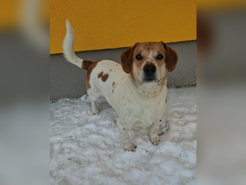 Macika, Mischling, Rüde, geb. am 10.02.2022, 37 cm, 21 kg