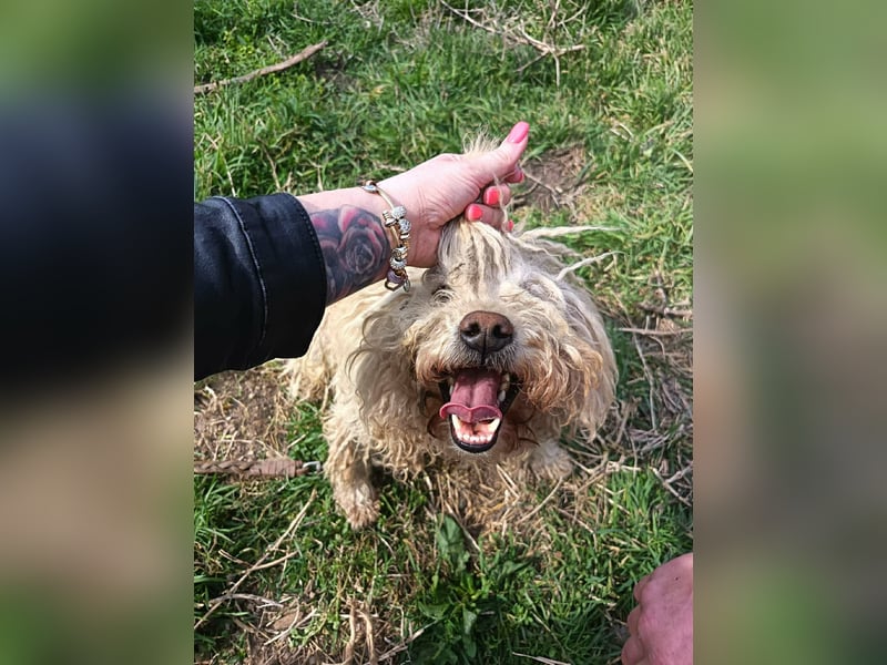 Fluffy, Wuschel-Mix, Rüde, ca. 2 Jahre, ca. 35 cm
