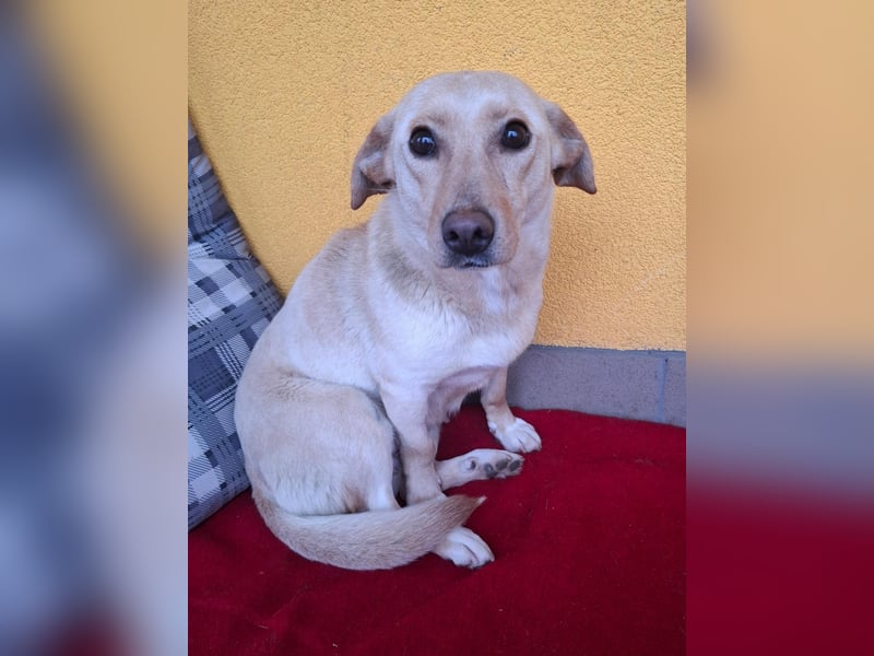 Latte, Mischling, Hündin, geb. am 15.01.2023, 32 cm, 12 kg