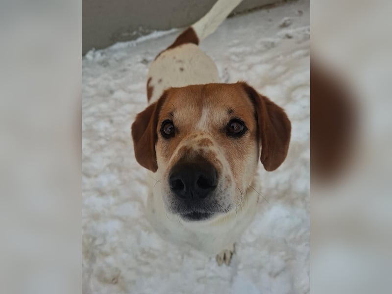 Macika, Mischling, Rüde, geb. am 10.02.2022, 37 cm, 21 kg