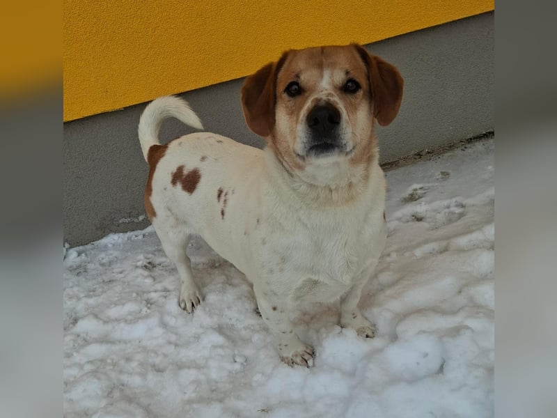 Macika, Mischling, Rüde, geb. am 10.02.2022, 37 cm, 21 kg