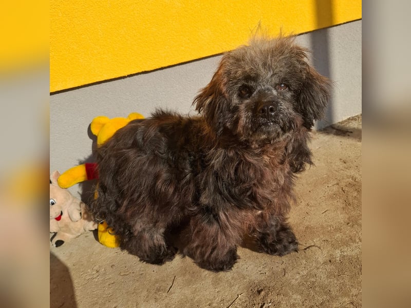 Gizmo, Mischling, Rüde, geb. am 28.07.2011, 28 cm, 8 kg, - Notfall-