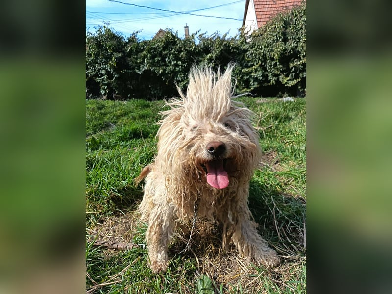 Fluffy, Wuschel-Mix, Rüde, ca. 2 Jahre, ca. 35 cm