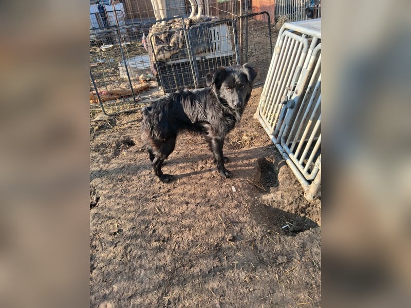 Bodza, Mischling, Hündin, 2 Jahre, 40 cm, 15 kg