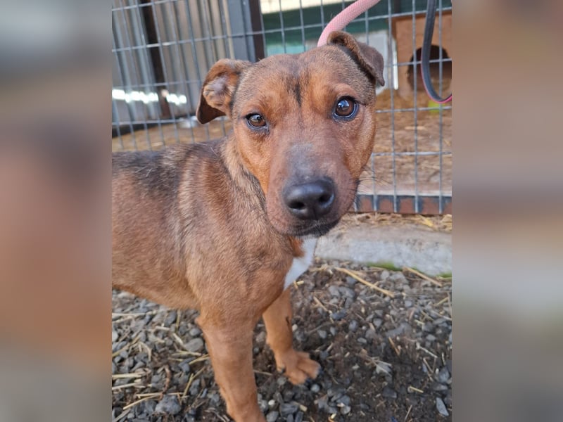 Nyar, Mischling, Hündin, geb. am 29.02.2024, 38 cm, 12 kg