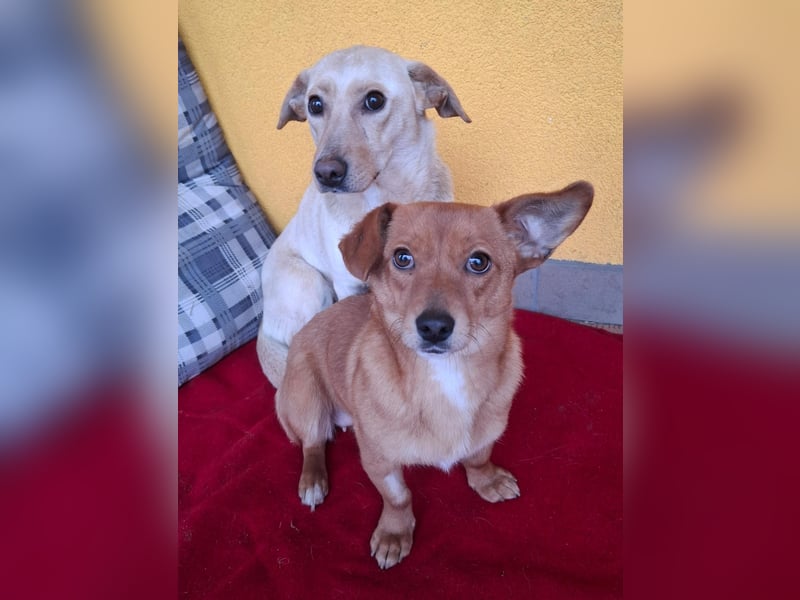 Latte, Mischling, Hündin, geb. am 15.01.2023, 32 cm, 12 kg