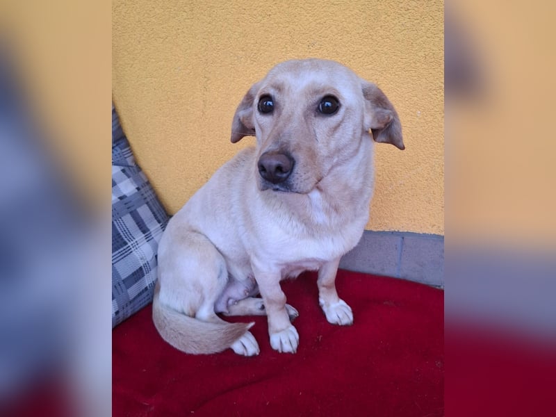 Latte, Mischling, Hündin, geb. am 15.01.2023, 32 cm, 12 kg