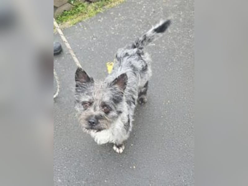 Apollo, Mischling, Rüde, ca. 1 Jahr, ca. 35 cm