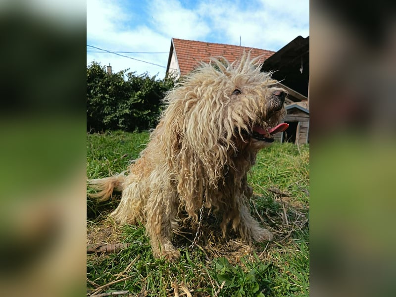 Fluffy, Wuschel-Mix, Rüde, ca. 2 Jahre, ca. 35 cm