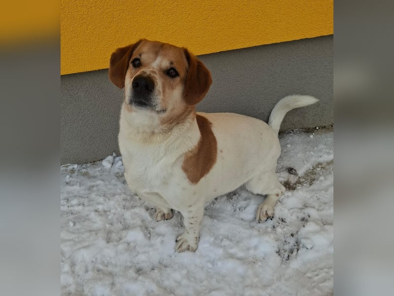 Macika, Mischling, Rüde, geb. am 10.02.2022, 37 cm, 21 kg