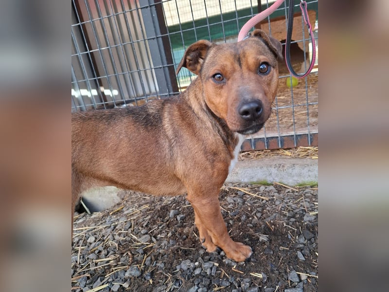 Nyar, Mischling, Hündin, geb. am 29.02.2024, 38 cm, 12 kg