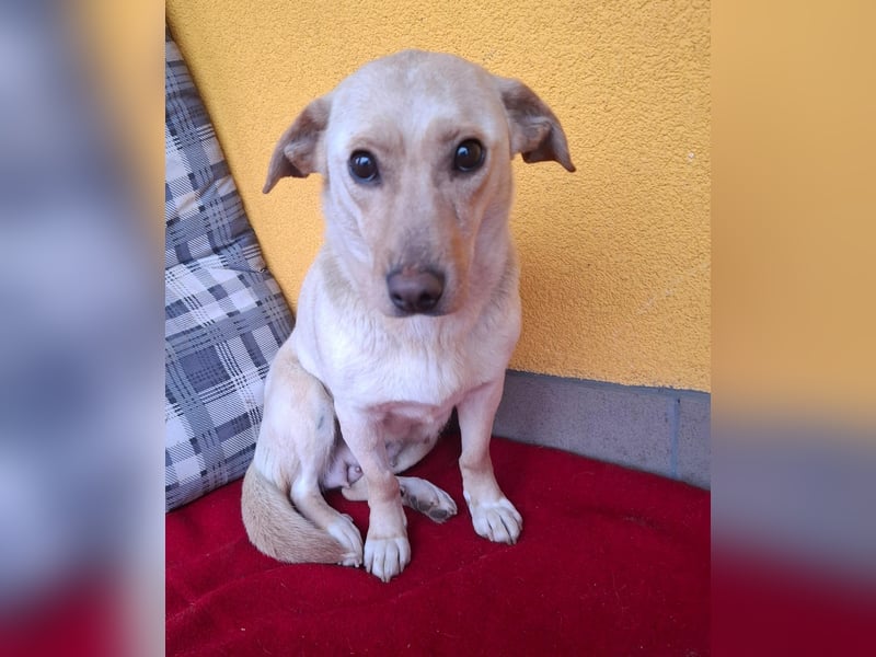 Latte, Mischling, Hündin, geb. am 15.01.2023, 32 cm, 12 kg