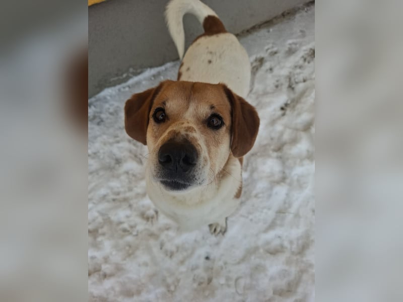 Macika, Mischling, Rüde, geb. am 10.02.2022, 37 cm, 21 kg