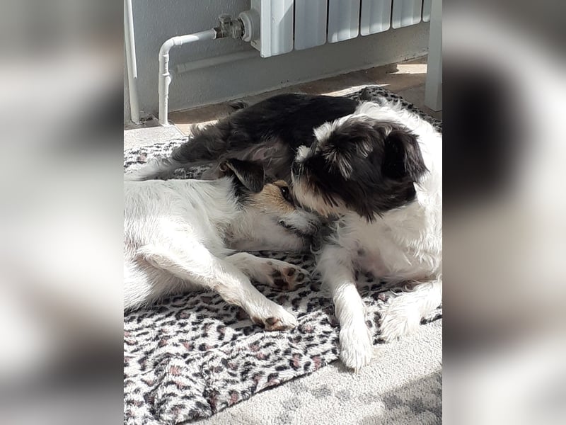 Lexie & Lotta, ein Dreamteam in gute Hände abzugeben