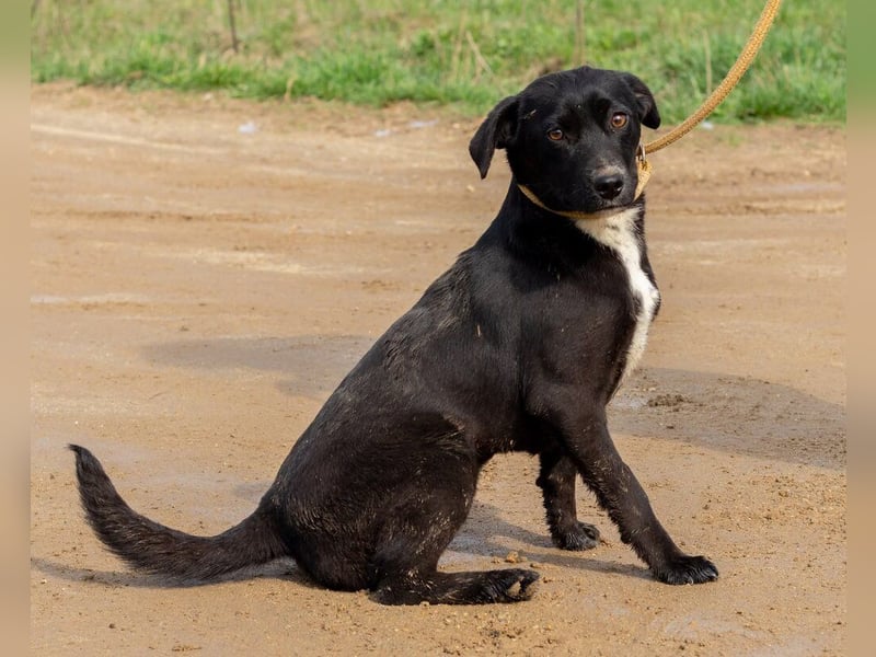 Lira, ist sie erst einmal angekommen, wird sie sicher eine treue Begleiterin