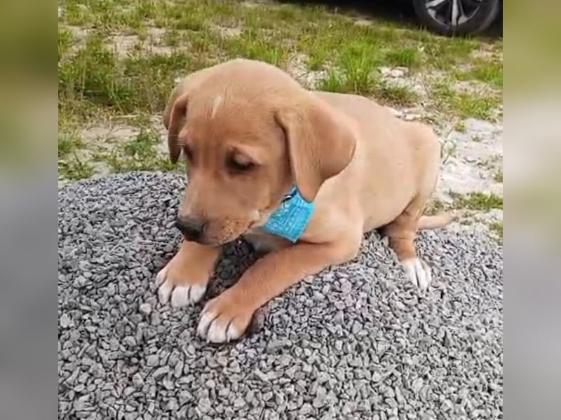 Loki, erst 6 Wochen auf der Welt, sucht er sein Glück