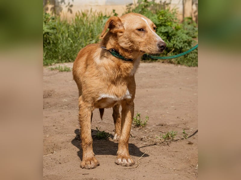 Ludwig, anfangs sehr schüchtern
