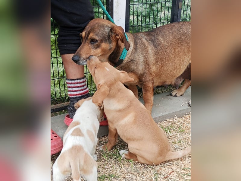 Lisa, Mutter mit ihren 4 Welpen im Tierheim gelandet
