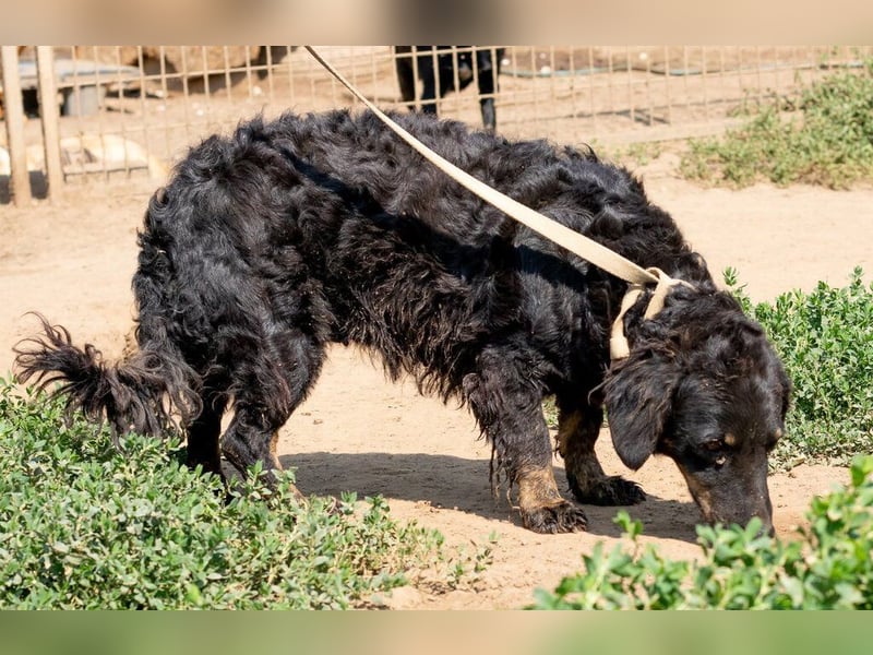 Tina, kleine Dackel-Mischlingshündin sucht ein liebevolles Zuhause Tina, kleine Dackel-Mischlingshündin sucht ein liebevolles Zuhause