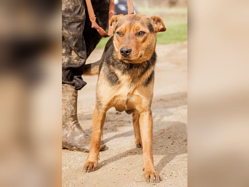 Kori, kinderliebe Hündin überwindet alle Hindernisse um Euch ihre Pfote in die Hand zu drücken