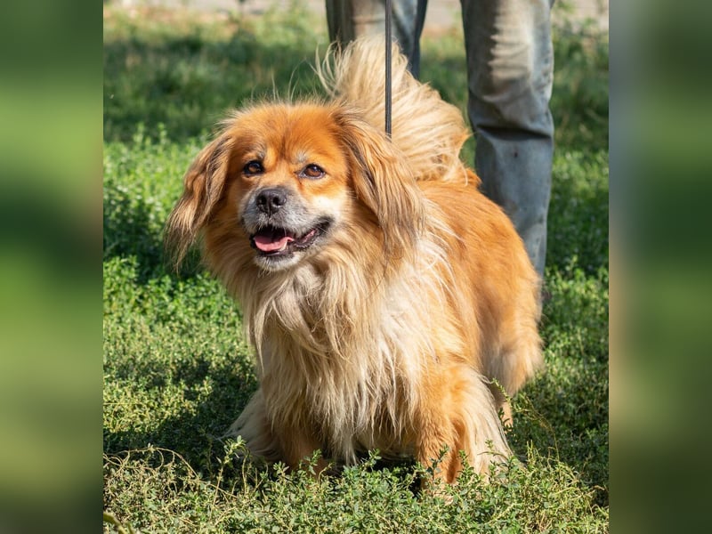 Pukkancs, kleiner Pekinesen Mix sucht ein liebes Zuhause Pukkancs, kleiner Pekinesen Mix sucht ein liebes Zuhause