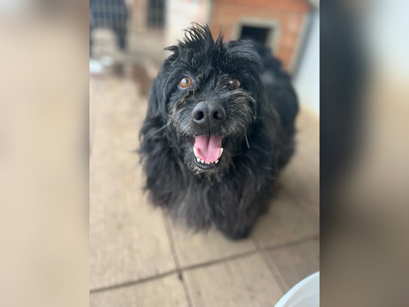 Tobi, altes Hundeherz möchte gern noch einmal ankommen dürfen