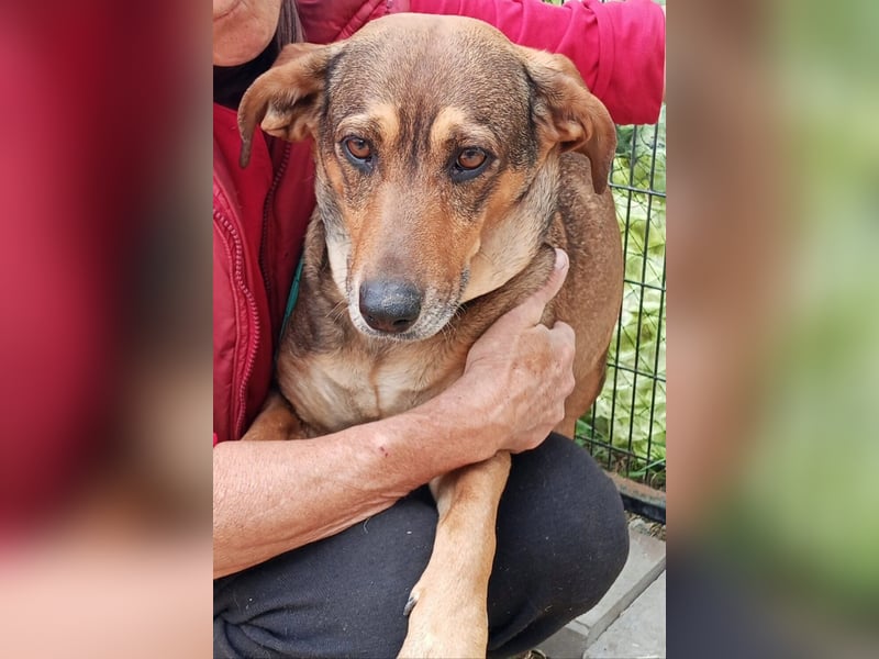 Lisa, Mutter mit ihren 4 Welpen im Tierheim gelandet