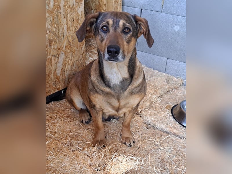 Lisa, Mutter mit ihren 4 Welpen im Tierheim gelandet