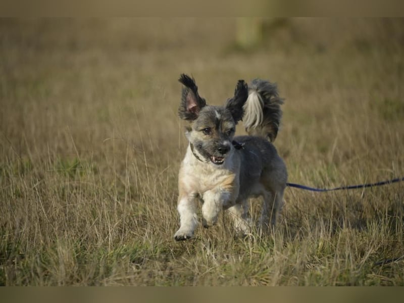 Teddy the Stöpsel