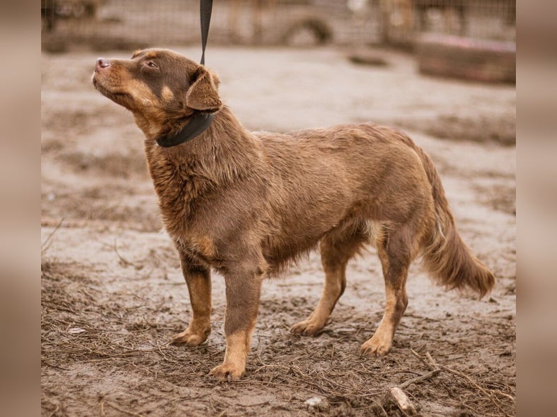 Zsömi, kleines Schokoladenmädchen mit sanfter Seele