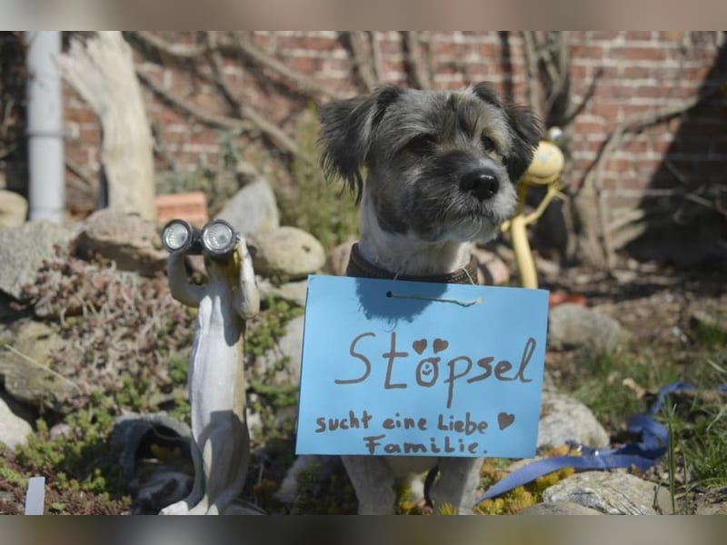 Teddy the Stöpsel