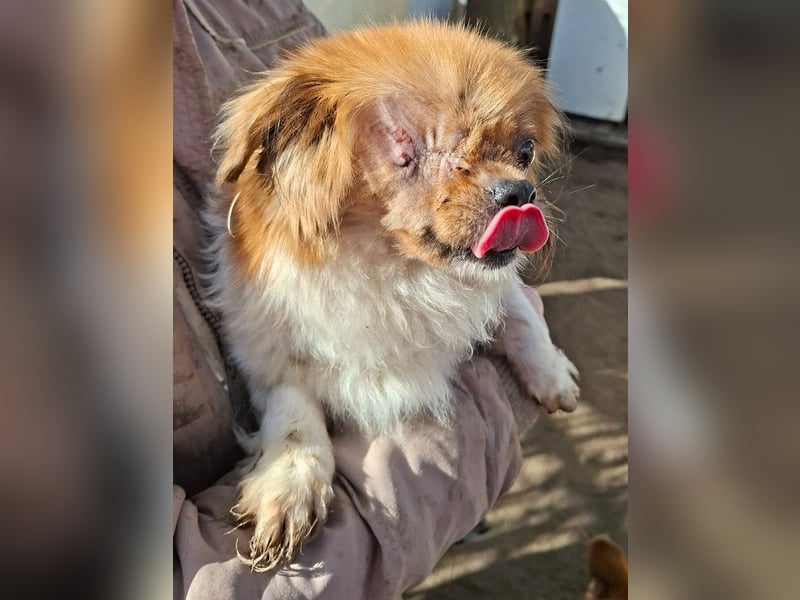 Cukker, ist auch mit einem Auge hellwach