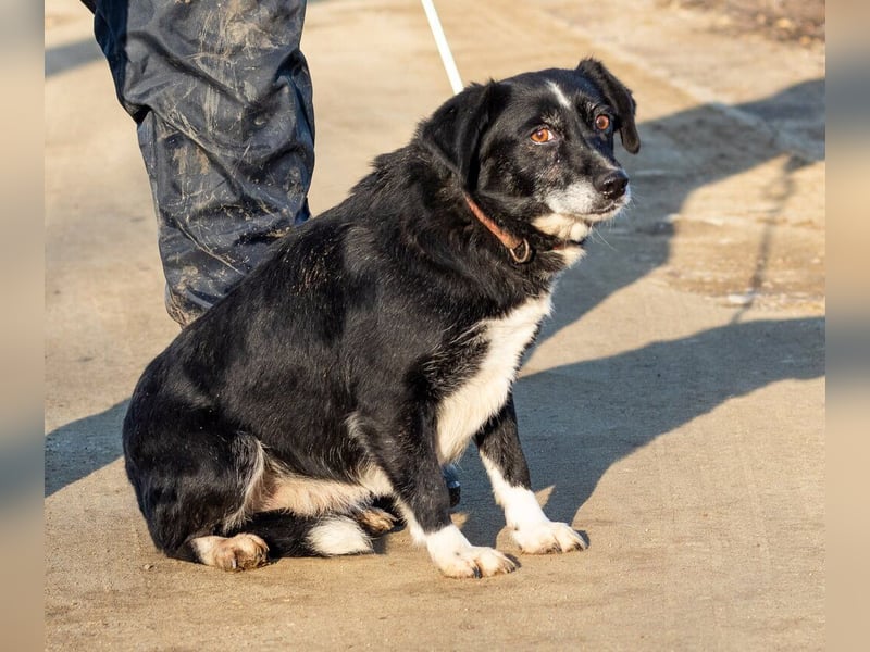Szerenke, liebe ruhige Hündin sucht ein liebevolles Zuhause