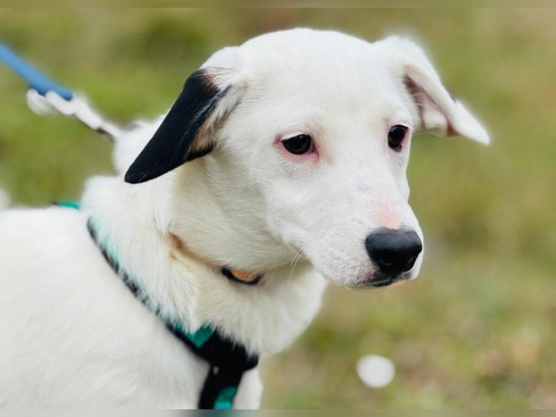 Dior, lieber kleiner Freund sucht Euch zum spielen