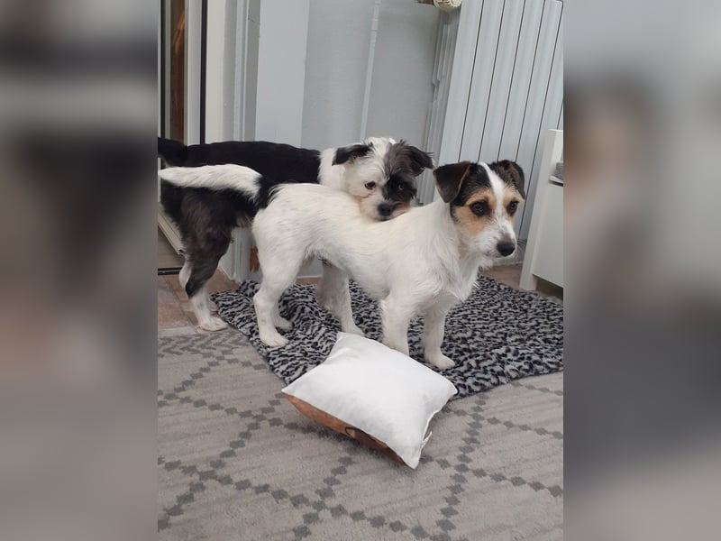 Lexie & Lotta, ein Dreamteam in gute Hände abzugeben