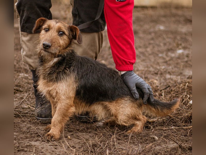 Kòpè, ein kleines Herz auf vier Pfoten mit einer großen Portion Liebe