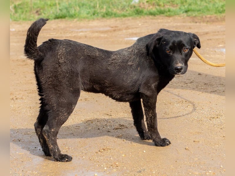 Lira, ist sie erst einmal angekommen, wird sie sicher eine treue Begleiterin