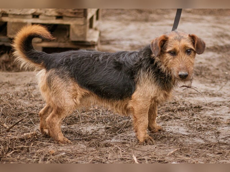 Kòpè, ein kleines Herz auf vier Pfoten mit einer großen Portion Liebe