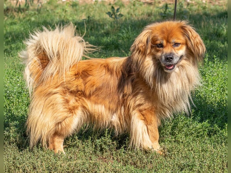Pukkancs, kleiner Pekinesen Mix sucht ein liebes Zuhause Pukkancs, kleiner Pekinesen Mix sucht ein liebes Zuhause
