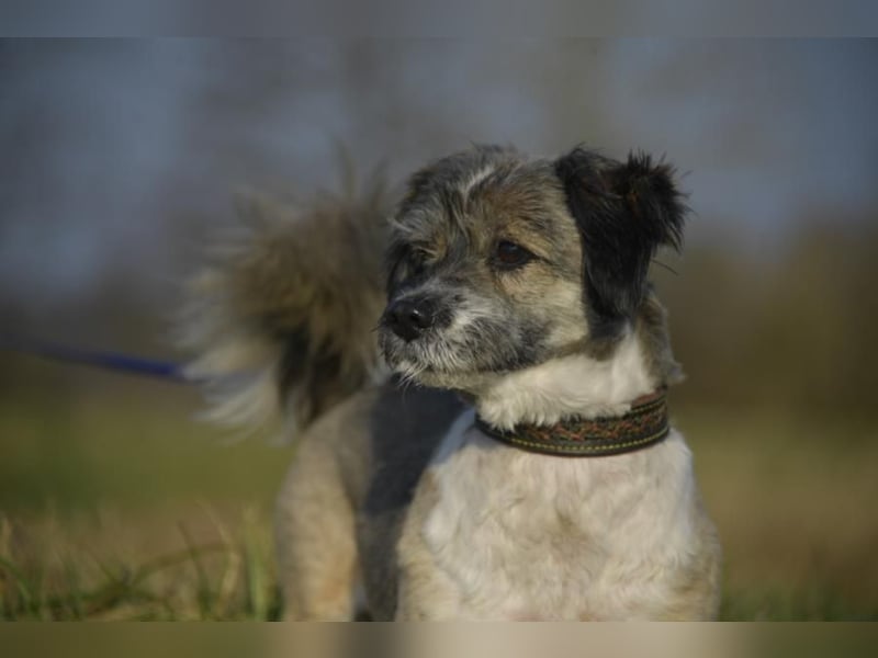 Teddy the Stöpsel