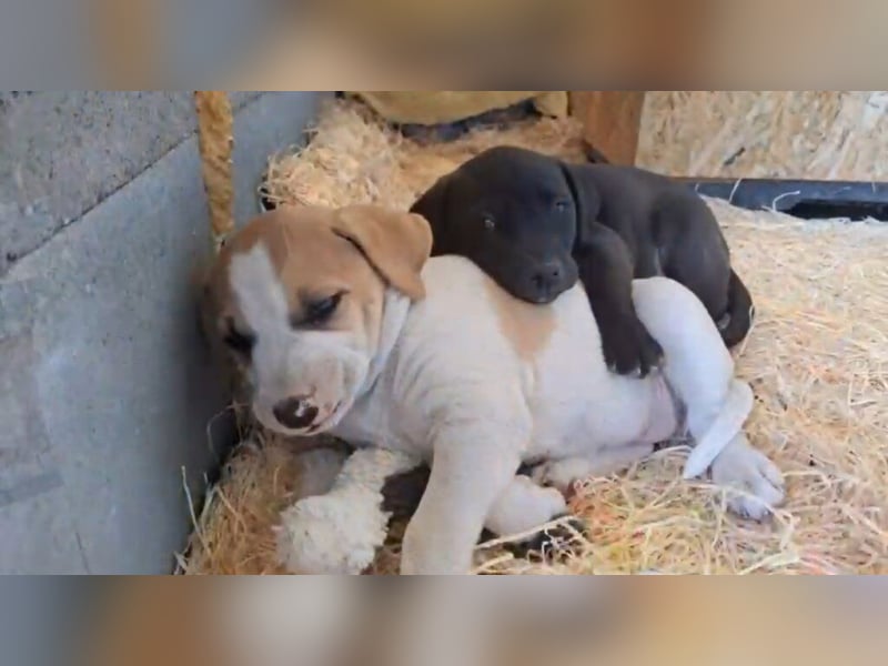 Lord, kleiner Mann wünscht sich sehnlich eine Familie