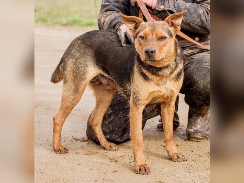 Kori, kinderliebe Hündin überwindet alle Hindernisse um Euch ihre Pfote in die Hand zu drücken