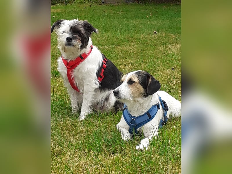 Lexie & Lotta, ein Dreamteam in gute Hände abzugeben