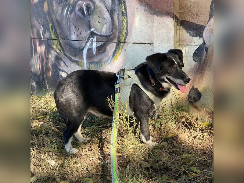 Szerenke, liebe ruhige Hündin sucht ein liebevolles Zuhause