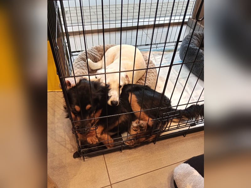 Dior, lieber kleiner Freund sucht Euch zum spielen