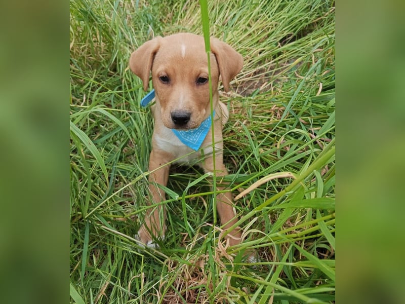 Loki, erst 6 Wochen auf der Welt, sucht er sein Glück