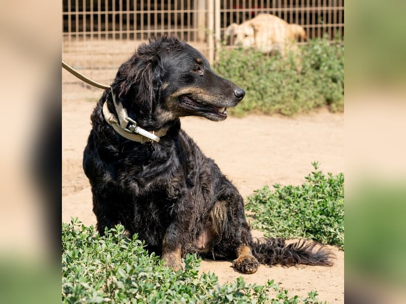 Tina, kleine Dackel-Mischlingshündin sucht ein liebevolles Zuhause Tina, kleine Dackel-Mischlingshündin sucht ein liebevolles Zuhause