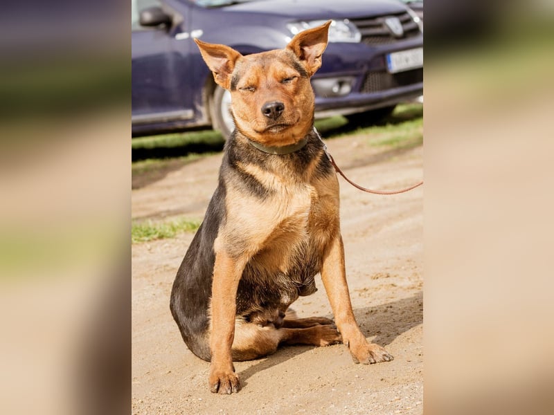 Kori, kinderliebe Hündin überwindet alle Hindernisse um Euch ihre Pfote in die Hand zu drücken