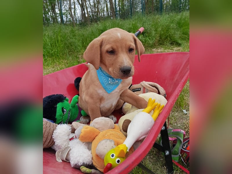 Loki, erst 6 Wochen auf der Welt, sucht er sein Glück