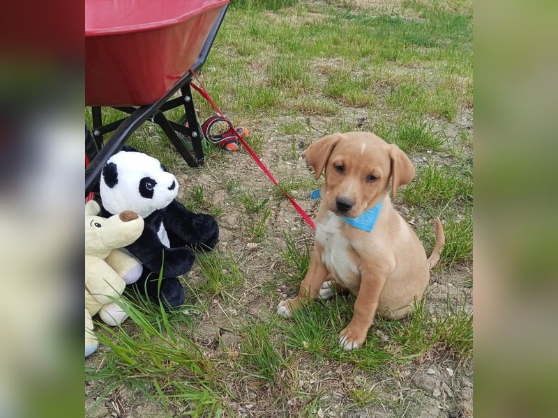 Loki, erst 6 Wochen auf der Welt, sucht er sein Glück